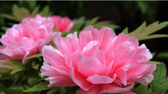  花养：春暖花开鸟语花香，这几种花养家里，招蜂引蝶花开美，美出一片新世界