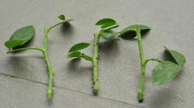  「扦插」3种花，现在扦插超好活，1周生根，轻松变养花大户