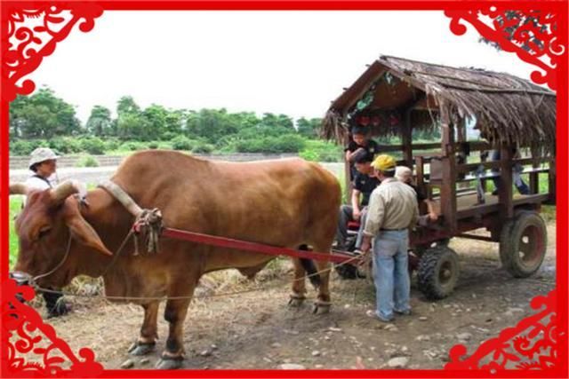  「谋求」目前有什么好的创业项目，可以在农村谋求发展呢？这几个可以考察