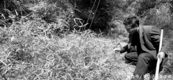 一颗植物卖了上万块，当地农民都乐了，漫山遍野的去找它