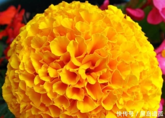 「寿菊种」万寿菊,不仅观赏价值高,还可食用,除此之外别的作用你知道吗?