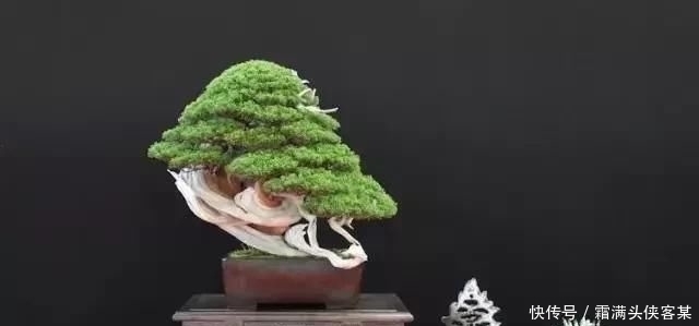  [栽种盆景]玩盆景，已成为当下追求高品质生活的一股潮流