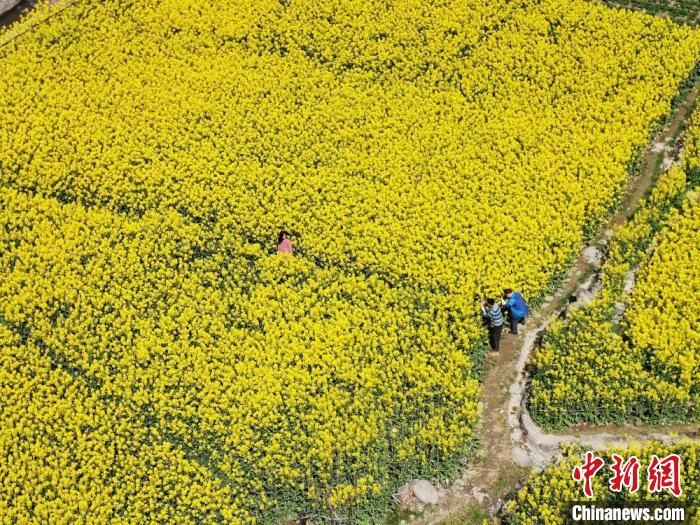  『山坳』甘肃陇南山坳油菜花绽放正旺