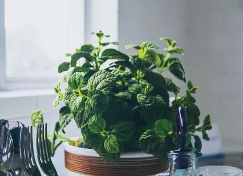  #生长良好#薄荷几个好看的盆栽品种，叶子的香味都很好闻