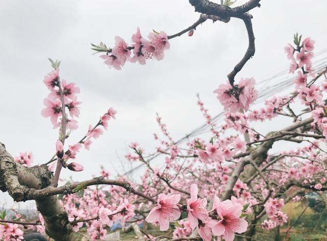 成都隐藏一桃花源，免费供游客参观，素有“中国水蜜桃之乡”美誉