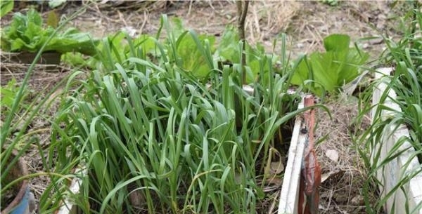 国人不愧是种菜狂魔，泡沫盒、垃圾桶里种菜比地里长得还好