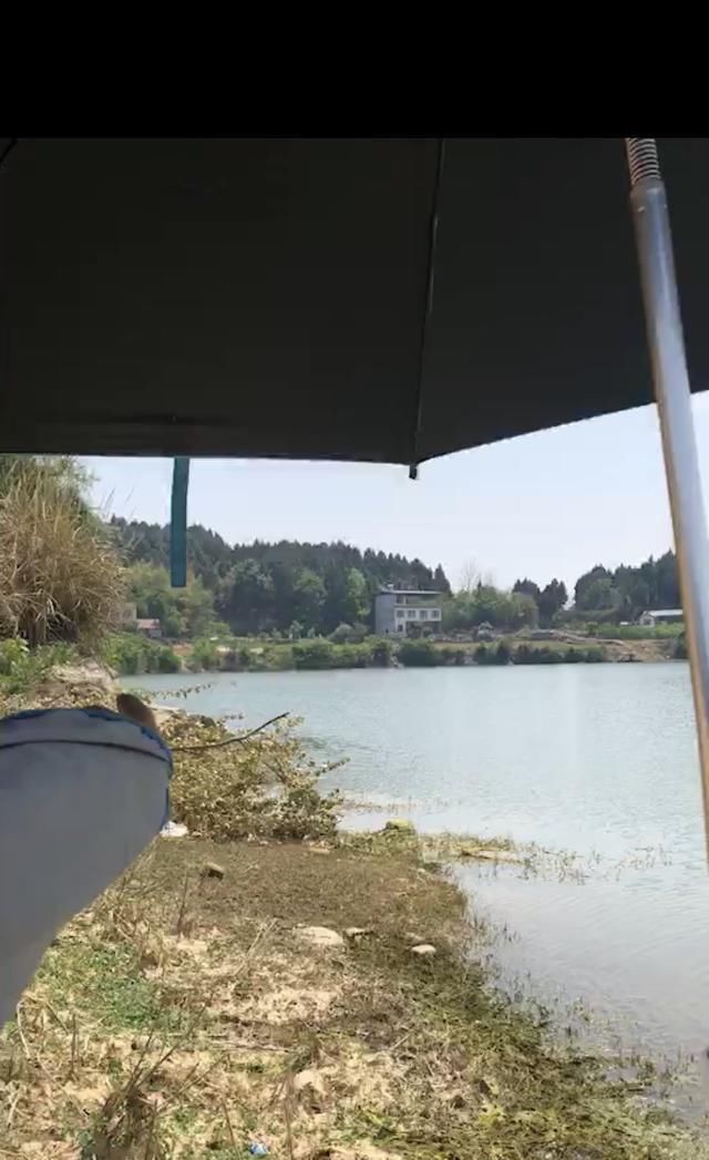  #悉数#5月鲁班扫黄行动！黄辣丁牛尾巴悉数登场