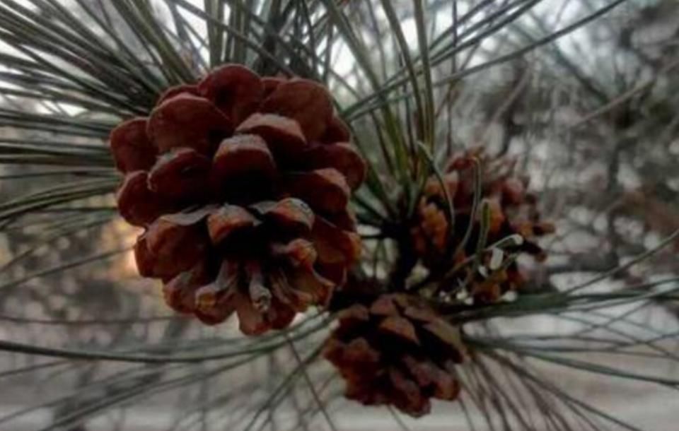  『人称』农村人称“长寿果”，过去被当废料烧，现在60一斤很值钱