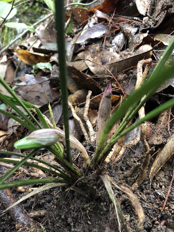 农民上山挖几株兰花，一株春兰要价5000，开花很像大富贵