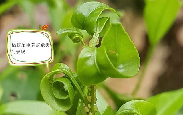  『防治工作』砂糖橘种植：春季橘蚜防治不可少，橘蚜防治你做好了吗？