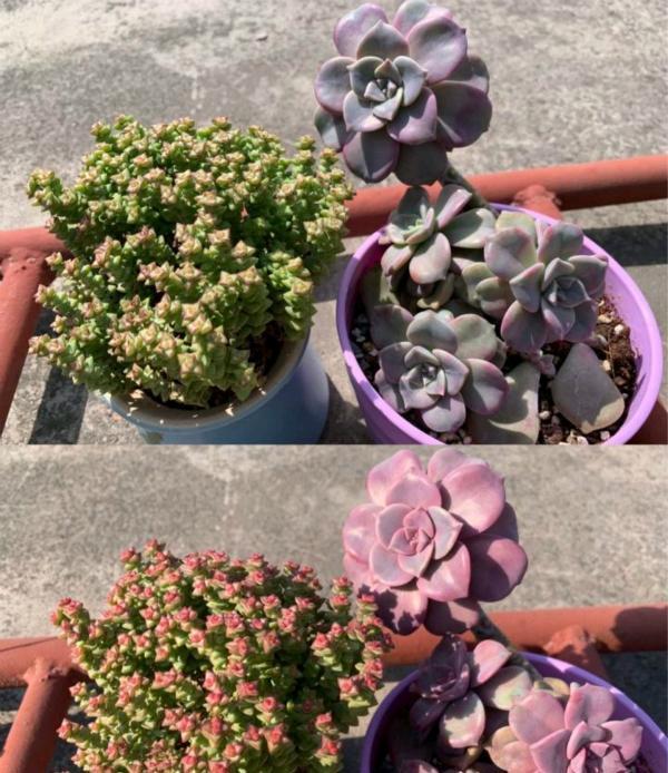  【漂亮】1种多肉，特容易长出“漂亮悬崖老桩”，养3年就出状态，别错过
