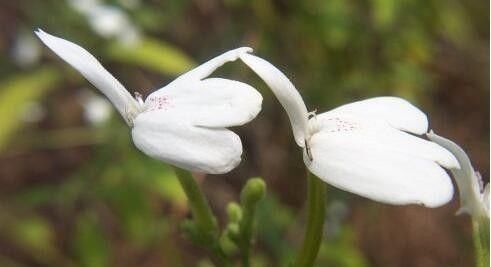  [白鹤草]老家房前挖的野草，开出一盆“白天鹅”，花瓣雪白，给钱都不卖