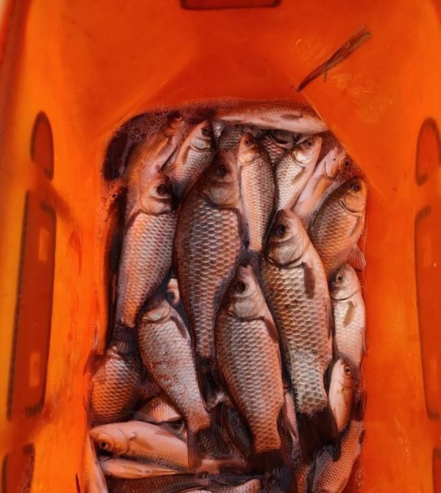  聚鱼|钓鱼记录，深水点 隔夜窝，聚鱼成群大板小爆