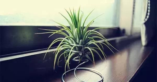 【搜罗】史上最全“懒人植物”大搜罗,看看哪盆才是你的心头好