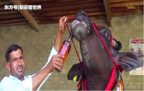  身价：印度身价最高的牛，价值2.1亿，每天喝完1瓶威士忌才入睡