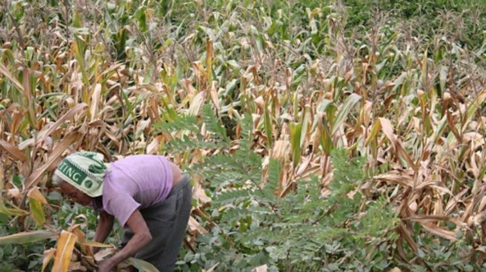  手工@朝鲜农民如何收庄稼？一靠手工二靠牛，机械相当少见