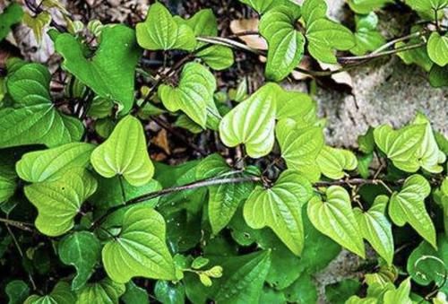 #值钱#户外的1种“植物”,和“杂草”很像,殊不知根茎“值钱”,少见