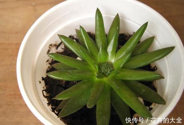 「小瀑布」阳台空荡不知道养啥？学会垂盆5种多肉，个个长成''小瀑布''