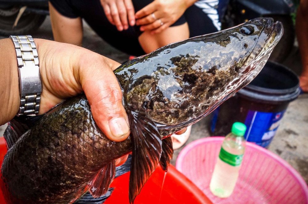  马口鱼：农村里的7种“野味”，你吃过几种？就算是土豪也不一定