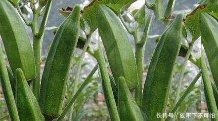 过完年不想外出打工，试试在家种它，种成功了，亩赚万元不是梦
