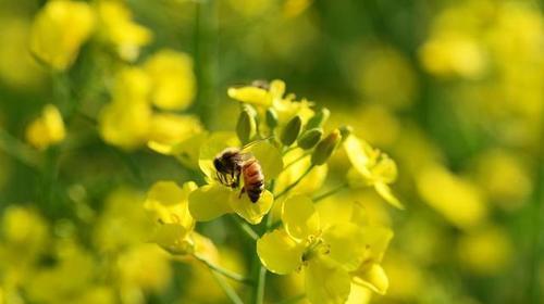全国最早的春天不在春城昆明，而在云南这个小县城里