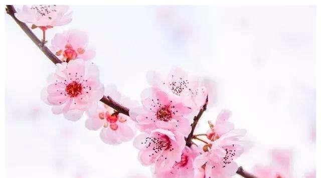  【五大】对待感情专一的五大生肖男，成熟可靠稳重踏实，遇到赶紧嫁了