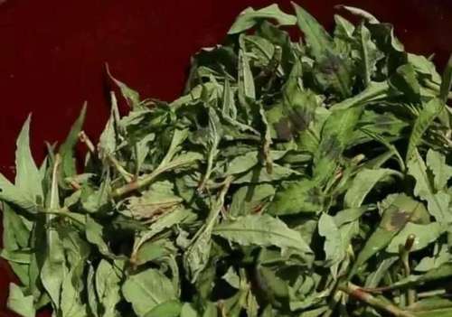 农村这种野菜，人称“黑点菜”，农民以为有毒，殊不知价值珍贵