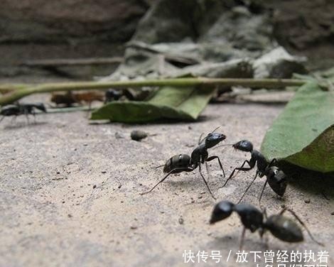  蚂蚁：农村的知了猴真的能吃吗？为什么洞里的蚂蚁不吃它呢？