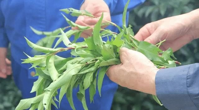  河里：此为珍贵的“抓鱼草”，扔河里，可捕鱼，你们认识吗？