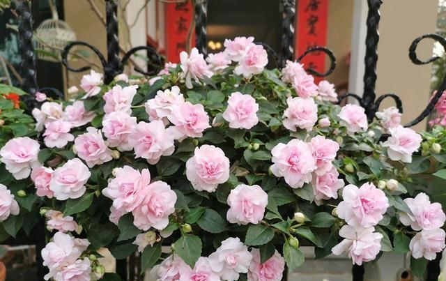  [漂亮]喜欢养花，不如养盆重瓣凤仙 花色漂亮，观赏价值较高。