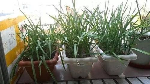  【很快】这4种蔬菜在阳台上种，很快爆盆，还可以边吃边长