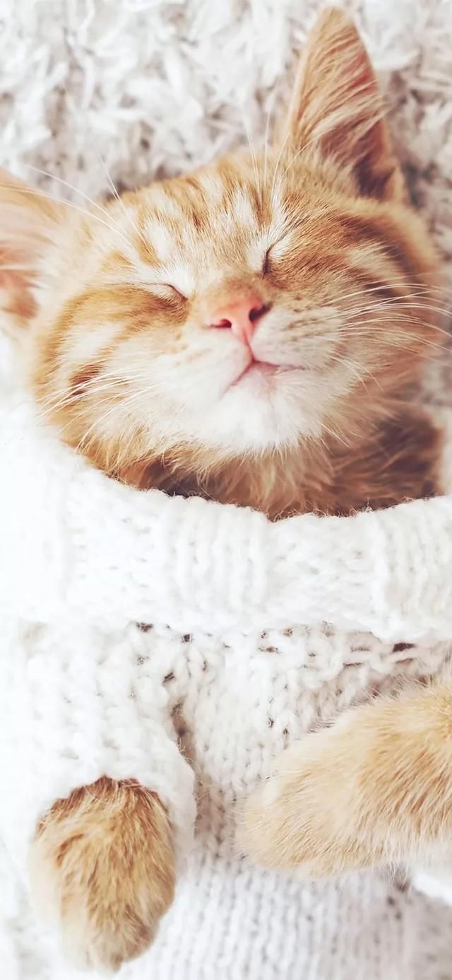  『星球』80张超可爱的猫咪壁纸丨我来自喵星球，来地球只是为了遇见你