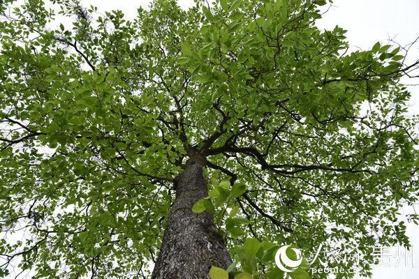  「呼吸」毕节百里杜鹃：一个被森林覆盖的村庄 展现会呼吸的智慧