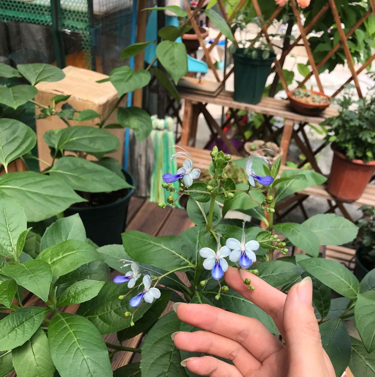  『新型』此新型观赏植物，花似蓝蝴蝶，美丽动人，全年可开花，是盆栽佳品