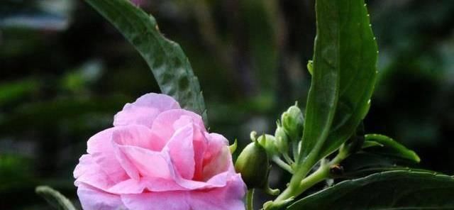  【开花】夏天养花就养3种花，开花爆盆很容易，开花长达200天，清凉一整夏
