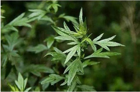  『室内』这些植物堪称天然的熏香，最为蚊虫不喜，养在室内，告别蚊虫骚扰