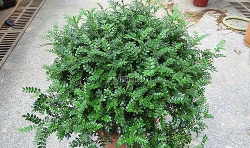  清香木■1种可以驱蚊的植物，比绿萝还好养，耐寒又耐热，养一盆飘香满屋