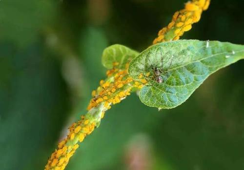 刺吸害虫真可恶，骚扰我家阳台上的花，看我如何治你！