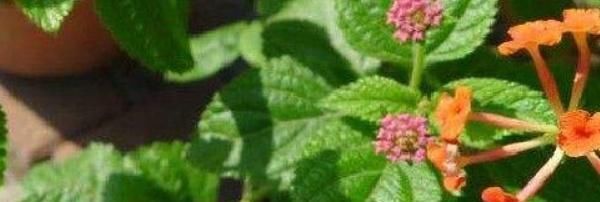 枝条@如意花的养殖方法和注意事项,掌握以下几点,即可爆盆
