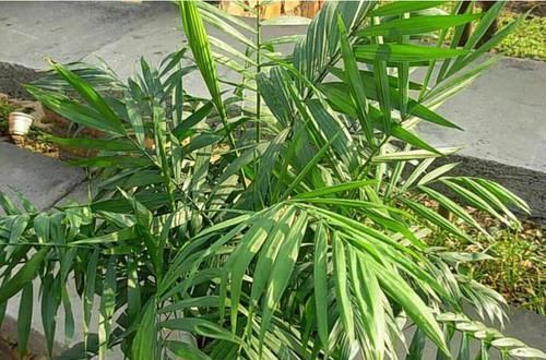 「浇水」3种“懒人花”,沾土就能活,浇水就爆盆,好养易活很漂亮