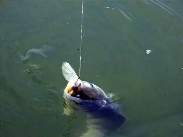  【配方】在实战中，到底是饵料重要，还是调钓更为重要