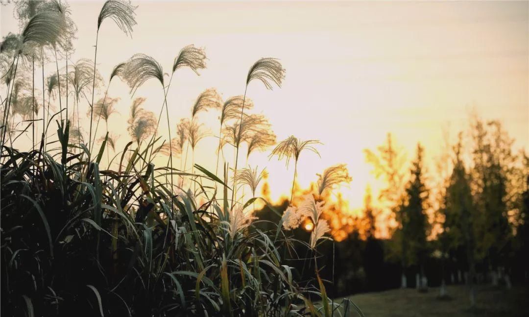 无锡高新区赏叶地图，这里藏着你不知道的最美秋色