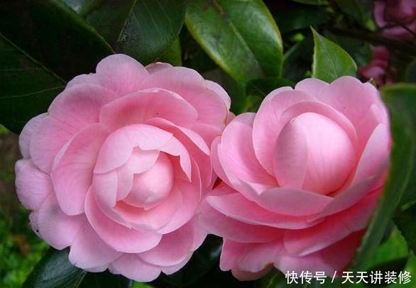 『春天』春天养“3颗树”美观又耐阴,客厅摆1盆,能升档次还“旺人”