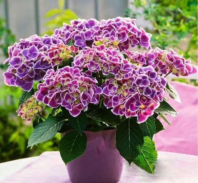  『盆土表面干』就是这5种花，越浇越水爆盆，一缺水马上就蔫了，怪不得总养不好