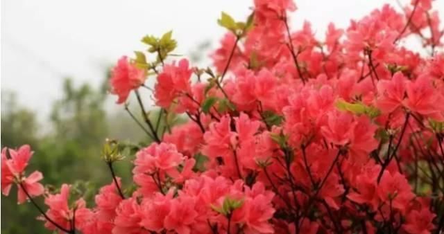  【花中】中国10大名花，哪个是你的最爱？