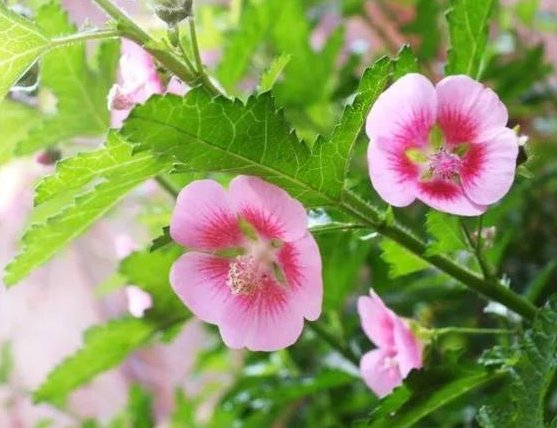  「开花」好养又容易开花的花卉，丢阳台随便一养美如画，开成花海蹭蹭冒