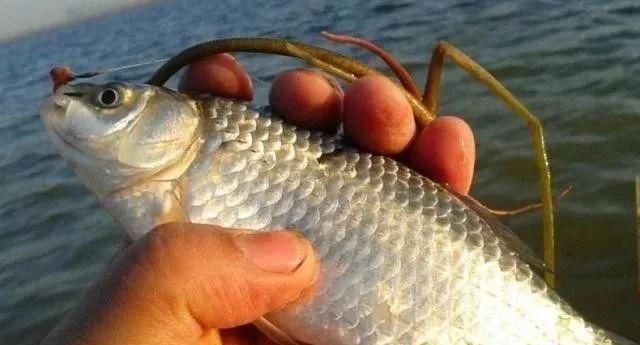  吹牛：老钓手果然没吹牛，野钓鲫鱼只要用上这四招，天天去钓都不过瘾