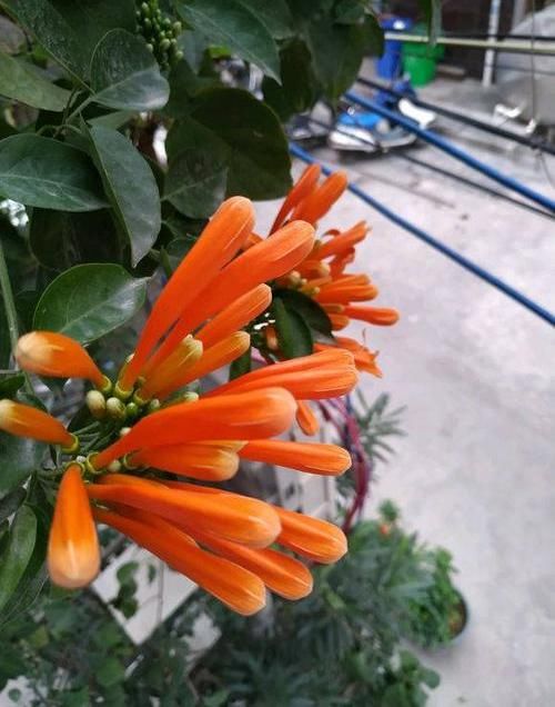  「开成」养棵“炮仗花”，花开3季，阳台开成花园，花瓣漂亮，不怕低温