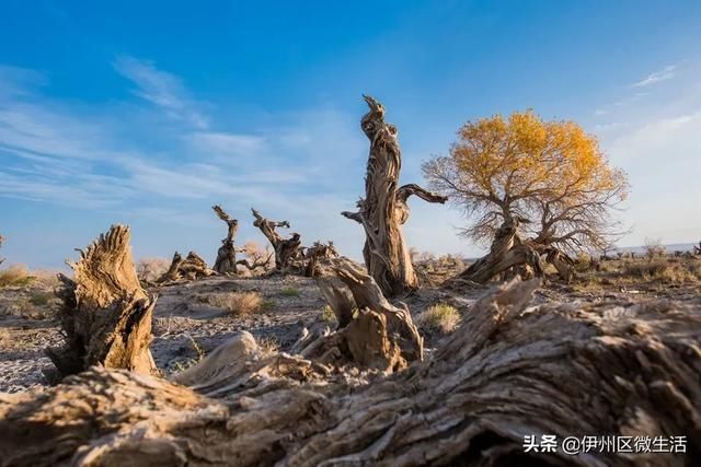  「秀美」天山北麓 秀美新疆伊吾