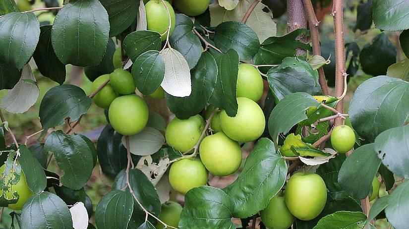  果树|农村一种水果，其果树不到半个人高，农民种植每亩收入6000